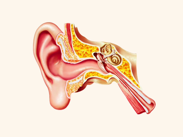 ear